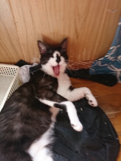 ڂ