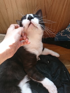 ڂ