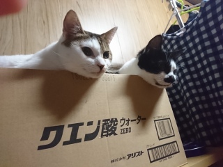 ӂ̓NG_