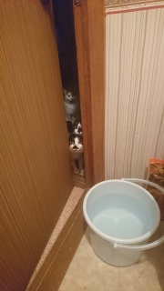 Ȃ