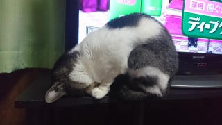orz